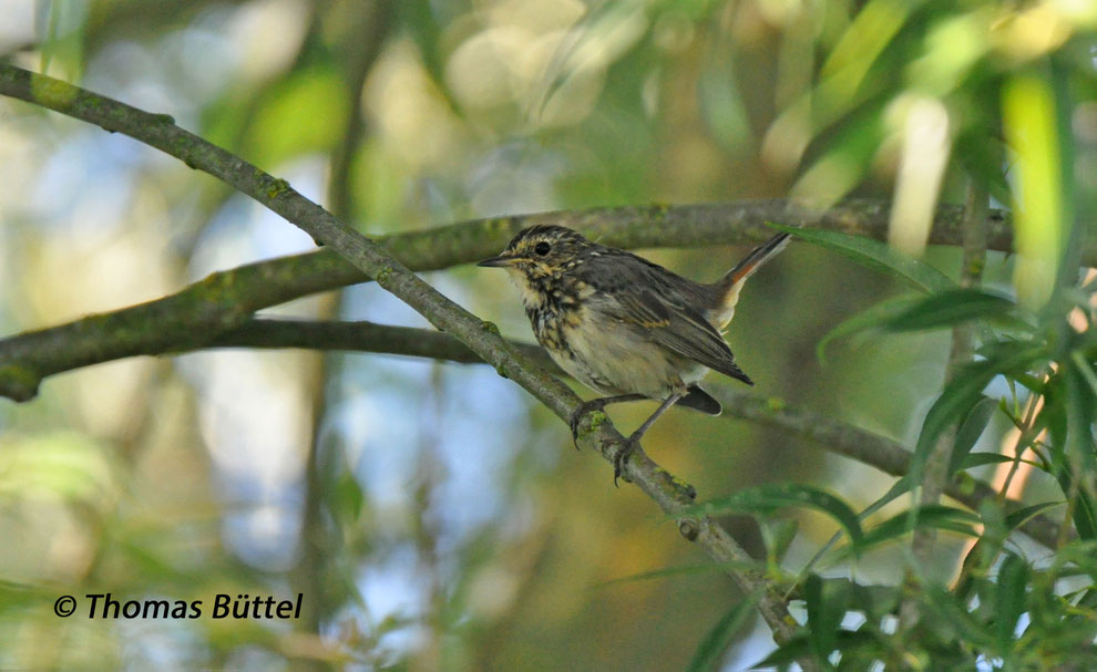 juvenile Bluethroat