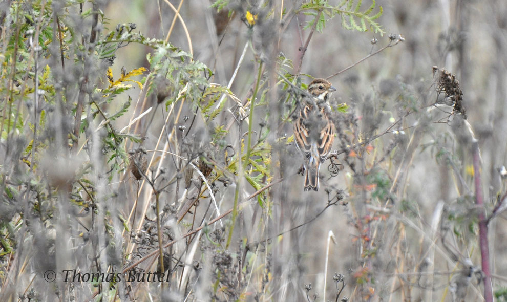 Reed Bunting