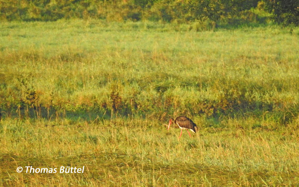 Black Stork