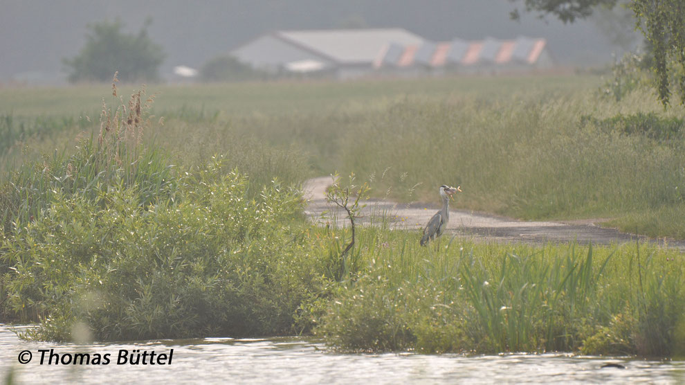 Grey Heron