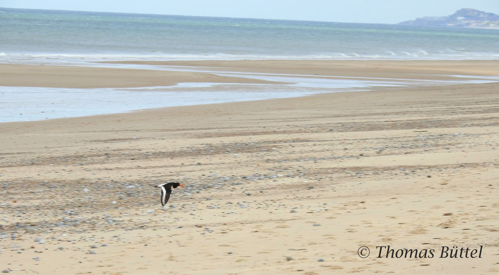 Oystercatcher