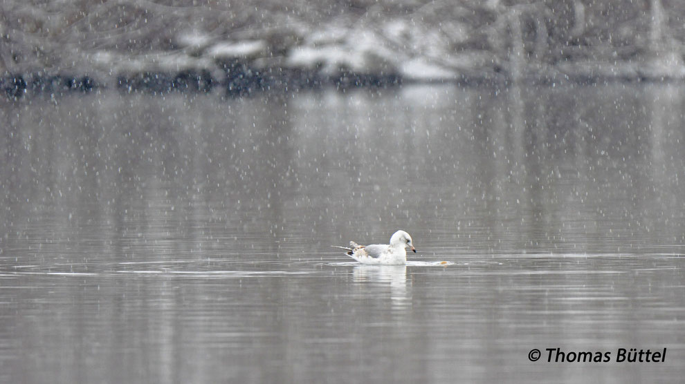 Common Gull