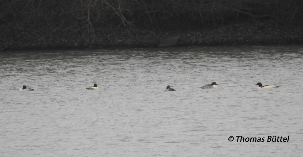 Red-breasted Merganser (in the middle) and Goosanders