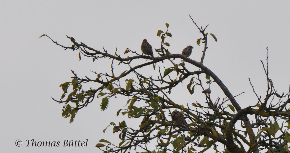 probable Pine Bunting on the right