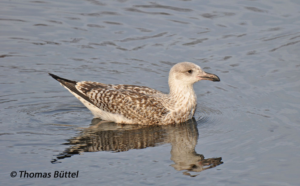 Great Black-backed Gull