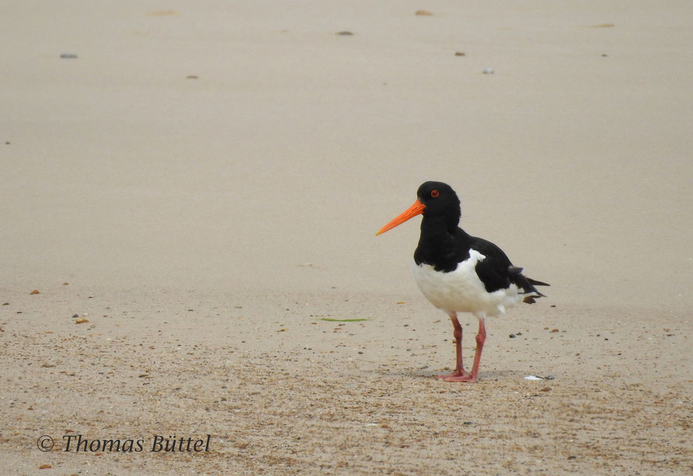 Oystercatcher