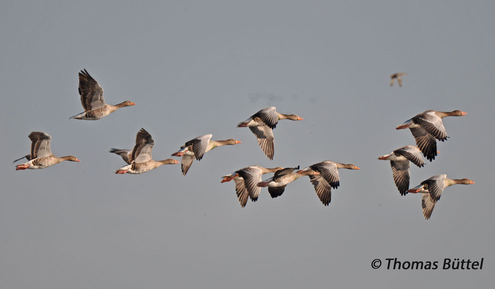 Greylags