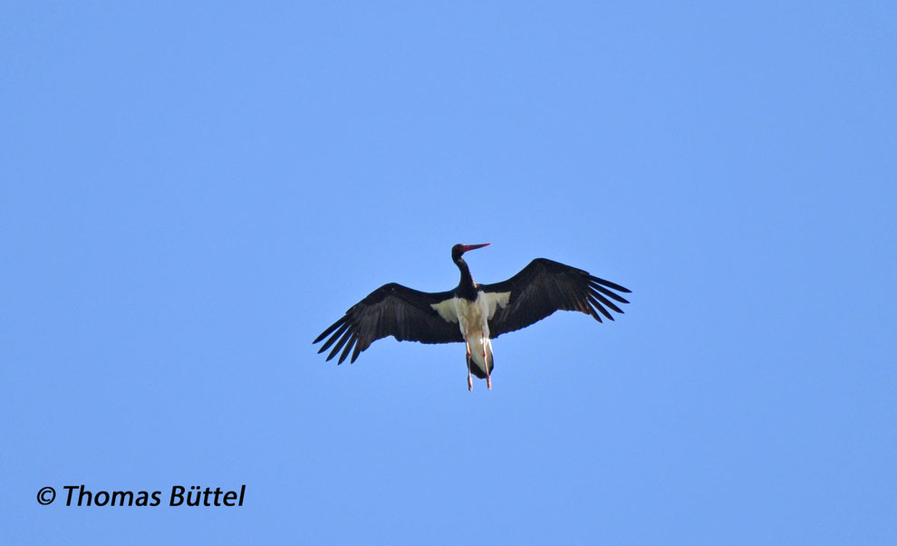 Black Stork