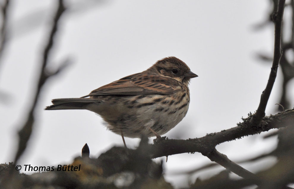 Little Bunting