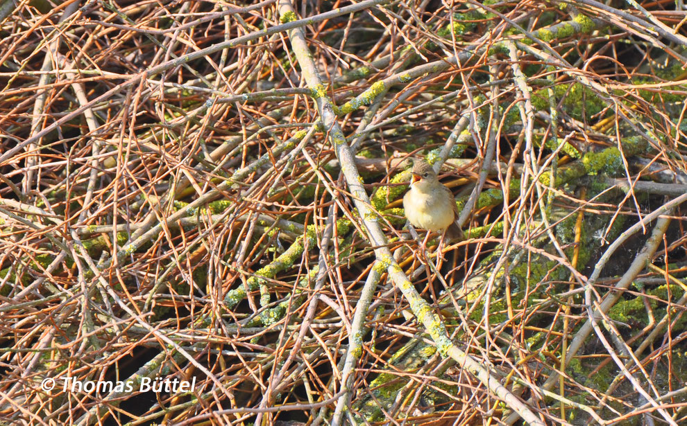 Grasshopper Warbler