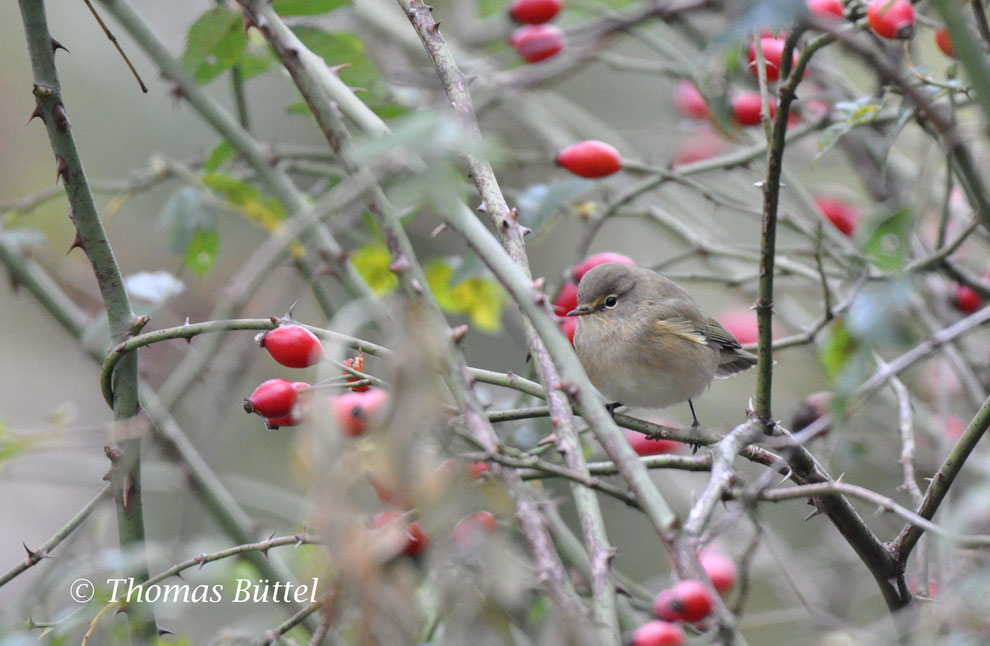 Common Chiffchaff