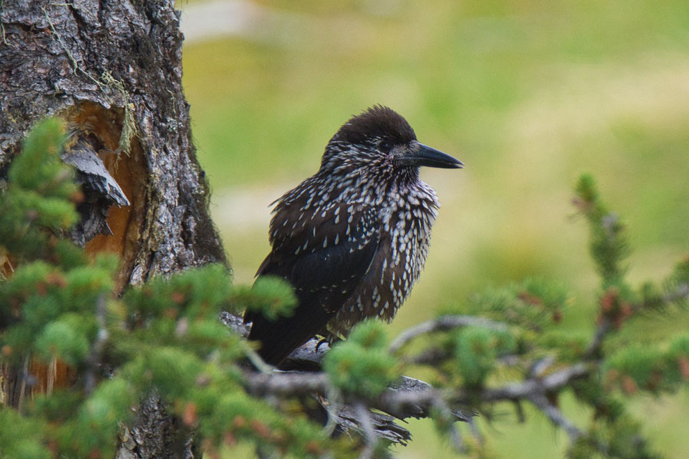 Spotted Nutcracker