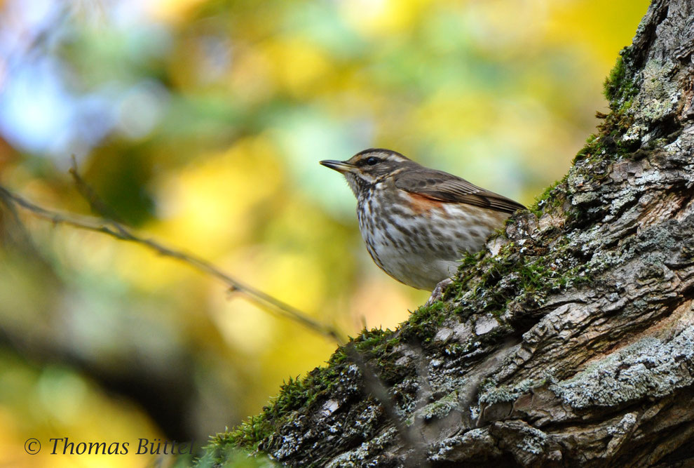 A Redwing I've seen on a walk through the Luisenhain