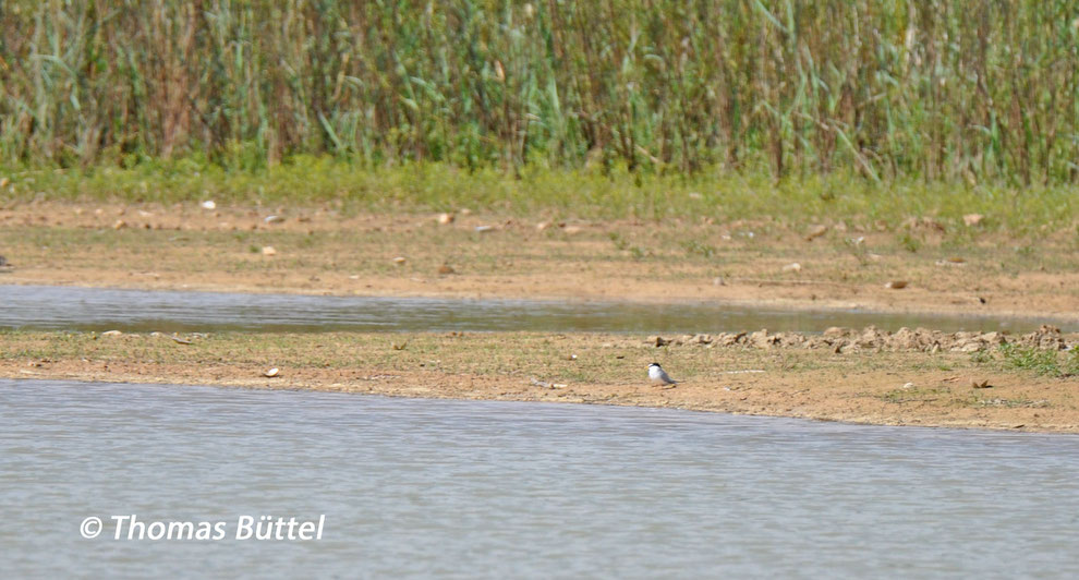 Little Tern