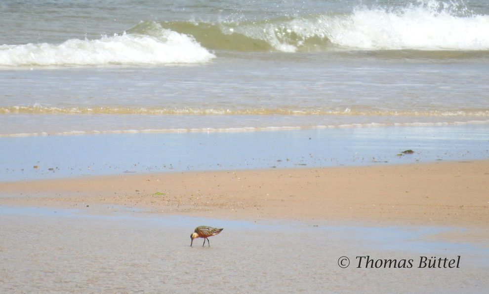 Bar-tailed Godwit