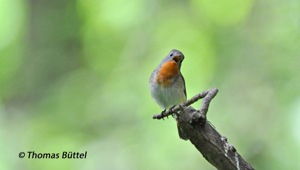 Red-breasted Flycatcher