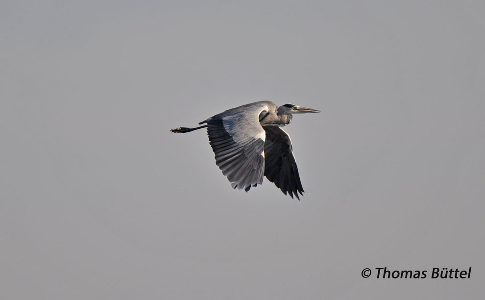 Grey Heron