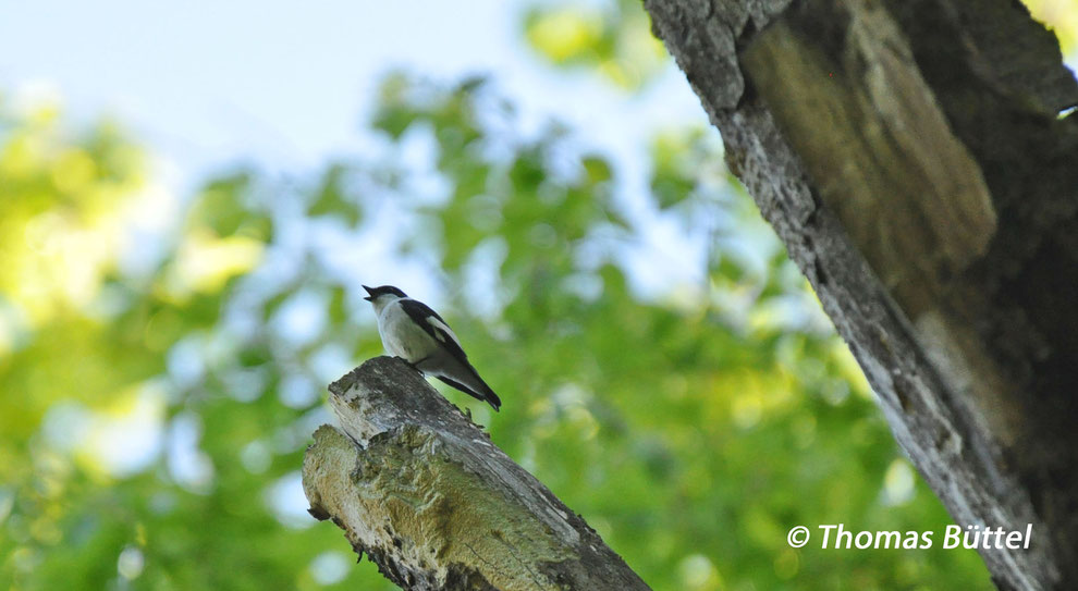 Collared Flycatcher