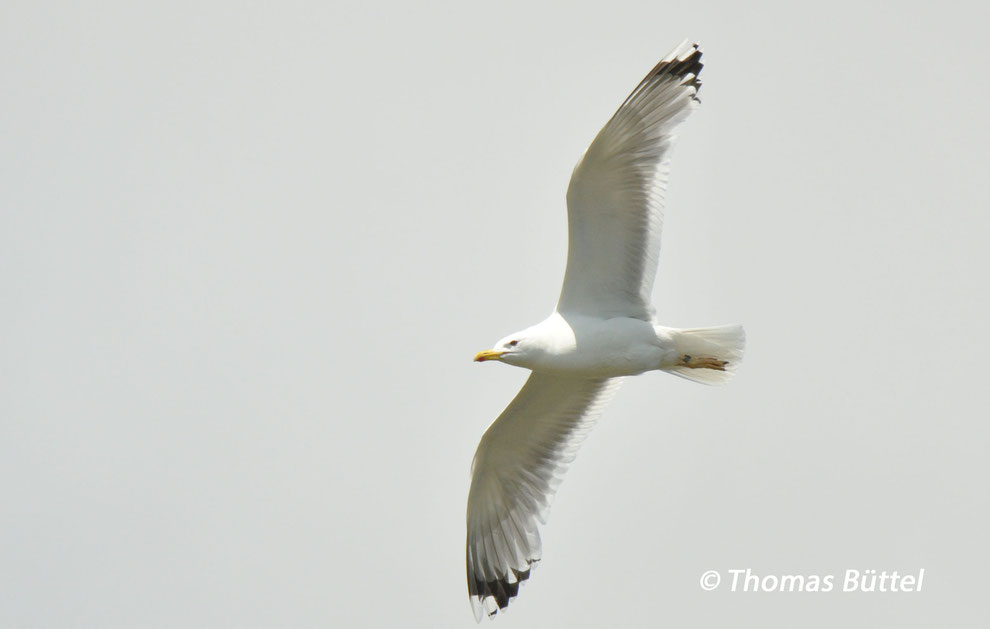 putative Caspian Gull