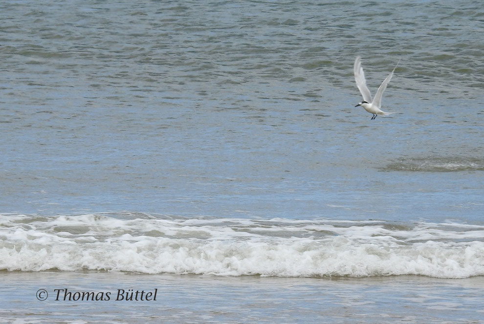 Little Tern