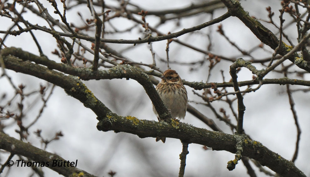 Little Bunting