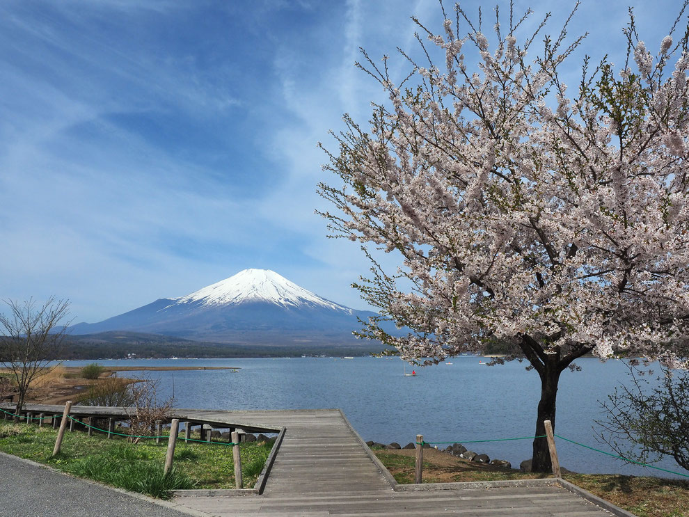 春の山中湖から見る富士山　写真:前尾津也子