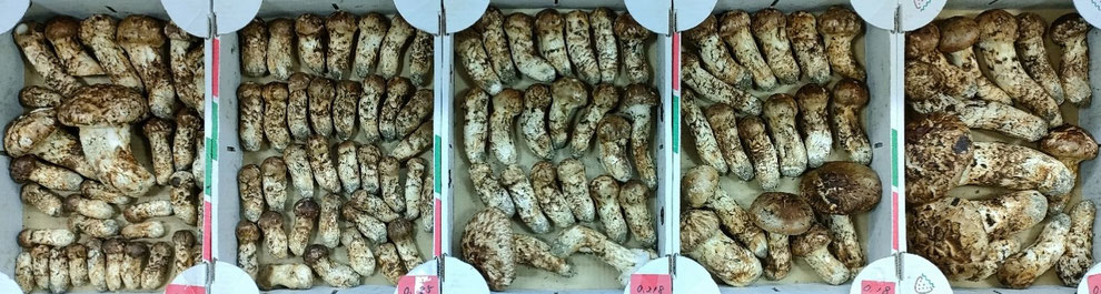 10月7日　飛騨産　5キロ越え！