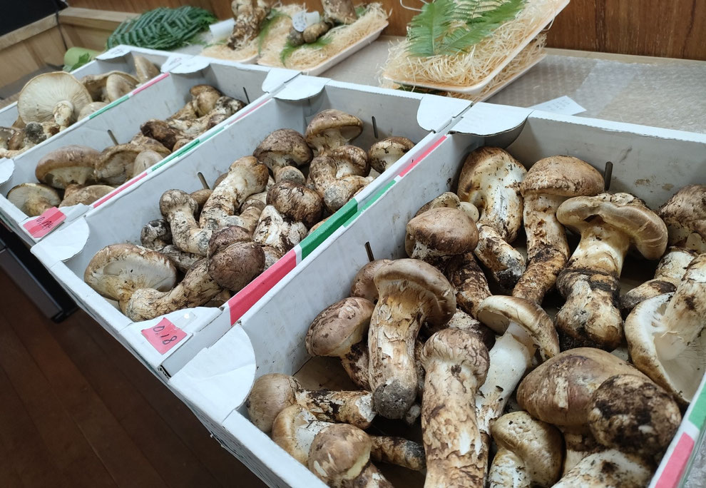 11月9日 入荷した松茸の一部 ツボミも強い香りを放っています