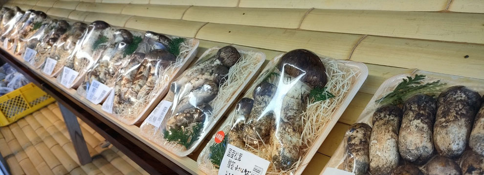 10月8日 今朝入荷した松茸たち