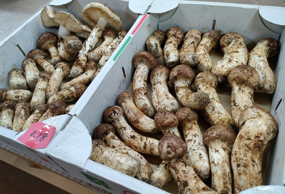 10月9日 朝一番の入荷分 鮮度抜群です!