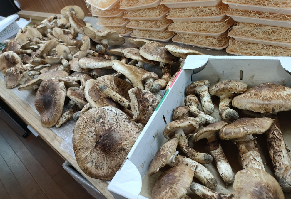 10月21日 今朝一番の入荷 圧巻です!