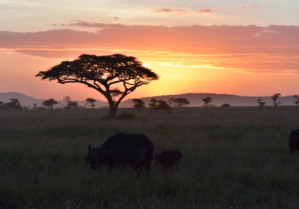 タンザニア・サファリの夕日