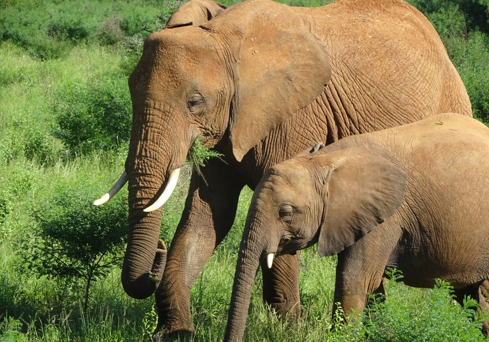ケニアの親子象