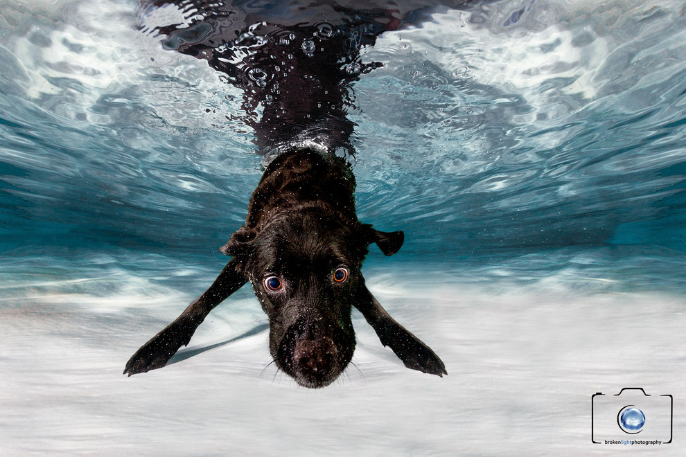 Hunde unter Wasser - Unterwasserfotografie Berlin