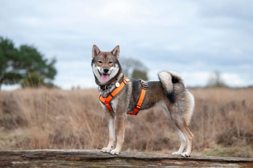 四国犬 Shikoku, nederlandse shikoku fokker