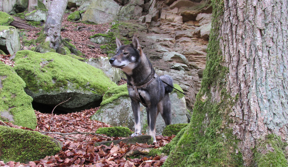 Meppen Die Niederlande De Website Van Natsumi Sou Shikoku Kennel Meppen Die Niederlande De Website Van Natsumi Sou Shikoku Kennel