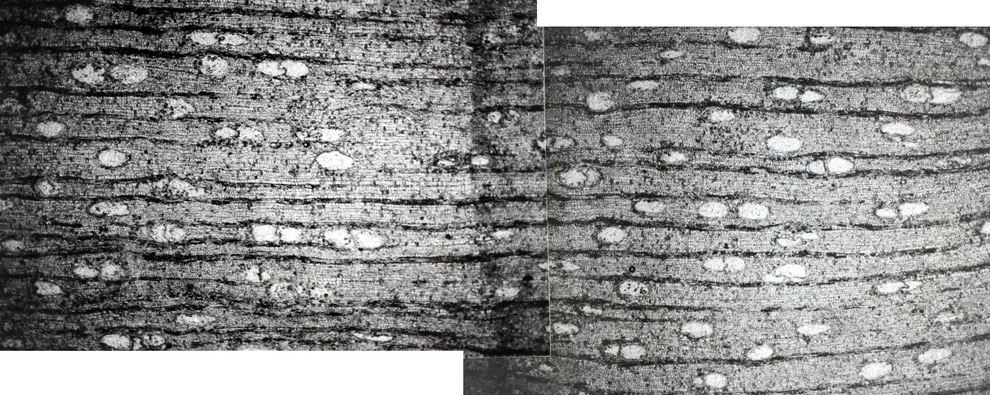 Cinnamomoxylon franconium (Dünnschliff E450). Querschliff 40x. (Aufnahme: P. Holleis)