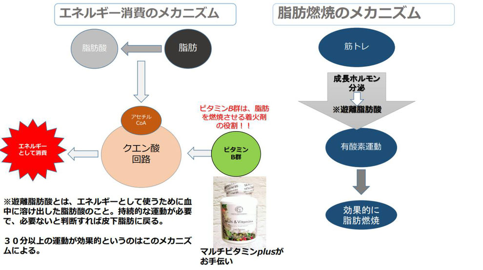 ダイエットやボディメイクに必要なエネルギー消費と脂肪燃焼のメカニズム、大阪の人気パーソナルトレーニングジム【ファーストクラストレーナーズ】