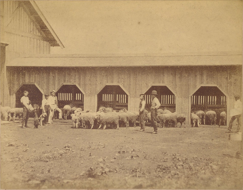 山鼻にあった札幌牧羊場＝１８７６年ごろ撮影（北大付属図書館所蔵）
