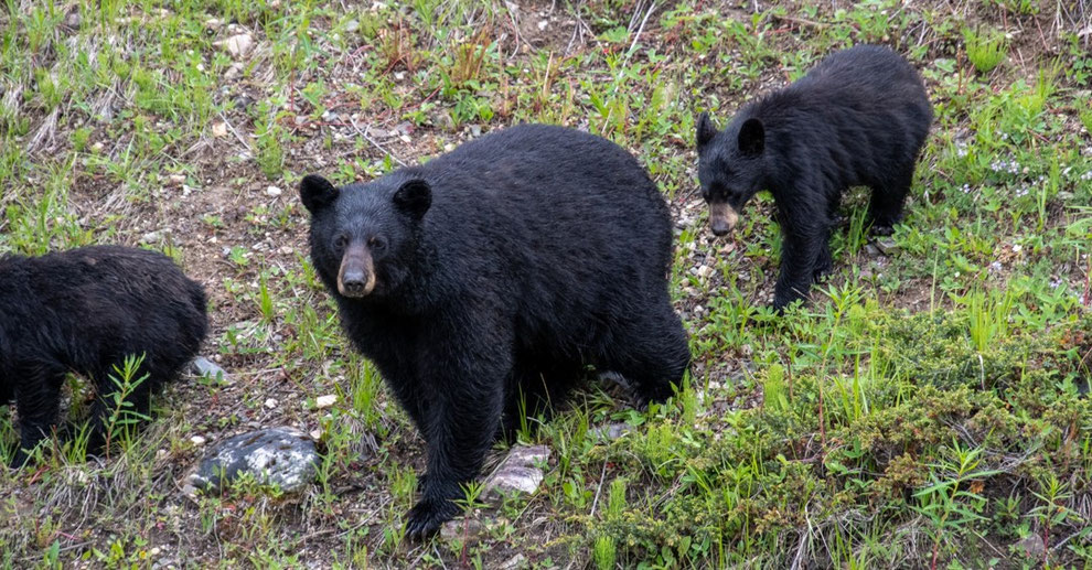 クマの親子