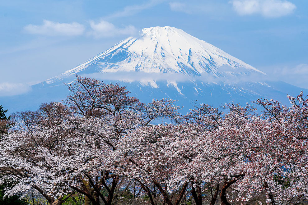 御殿場の桜が八分咲きです Hakone東山館 御殿場倶楽部