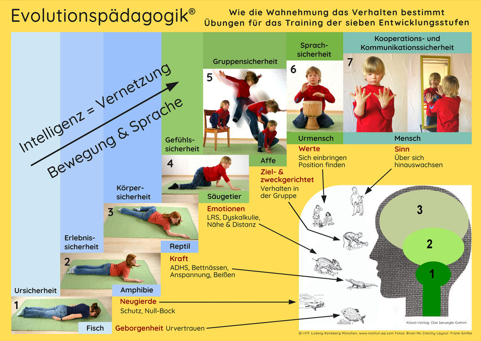 Das Gehirn-Entwicklungsstufen-Modell der Evolutionspädagogik® 