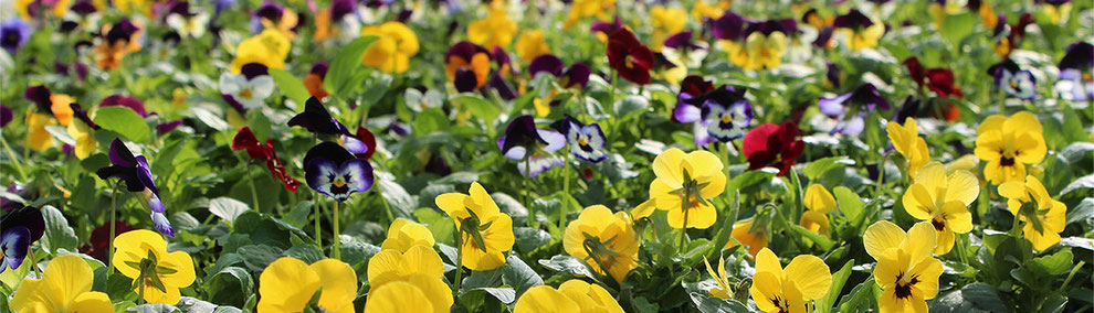 宮子花園は、ガーデニング用の花苗を生産しながら販売もしています。元気で長持ちすると人気の花苗をお好きな数、生産している温室の中で選ぶことが出来ます。