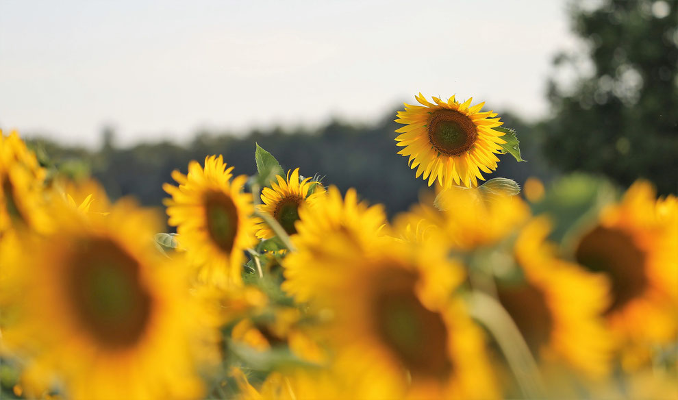 blog hoe je op een creatieve manier de zomervakantie door komt