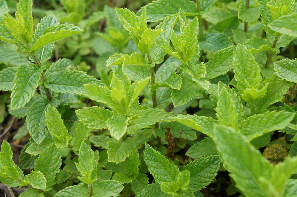 blog over pepermunt als een van de geneeskrachtige kruiden die Claire Fraser in Outlander gebruikte
