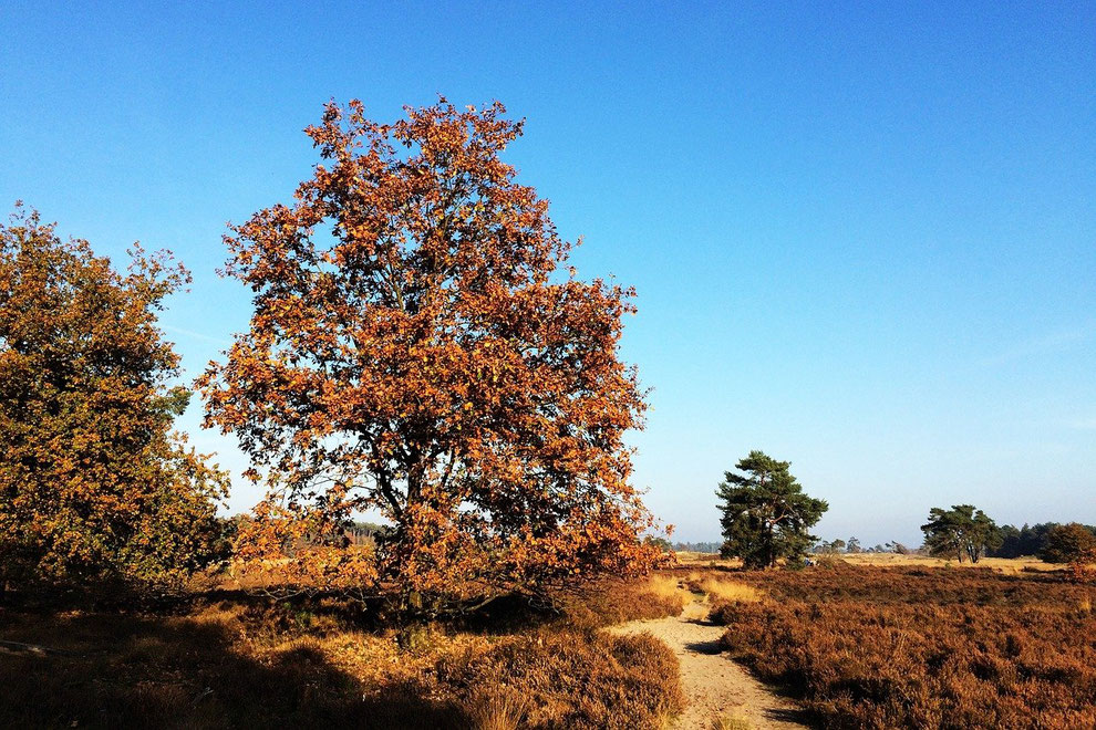 Knotsgekke boom - Linda de Bruijn, lyricist and writer