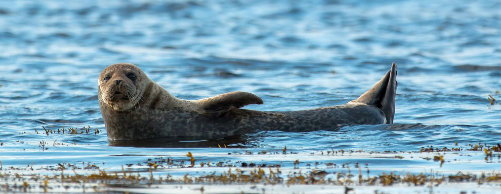 blog about selikies, outlander, silkie's island, scottish myths and gray seals.