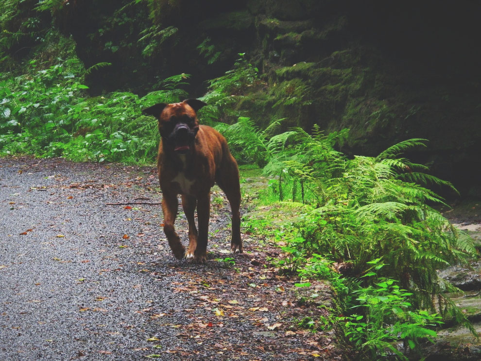 bigousteppes allemagne rando elbe chien