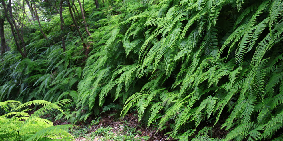 登山道に生い茂るシダ