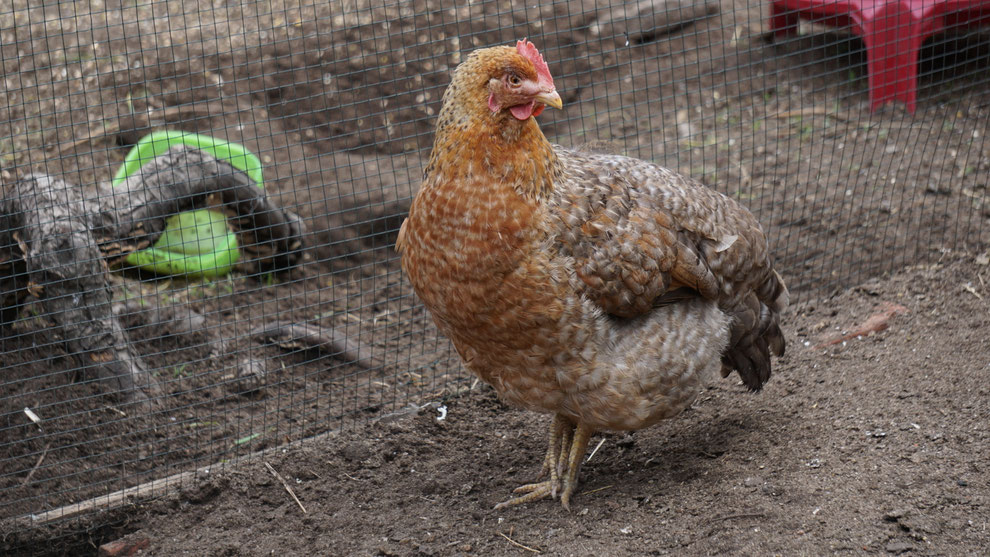 Geschwollene Nebenhöhlen, Huhn mit geschwollenen Augen Huhnerleben.de zeigt das Hühnerleben!